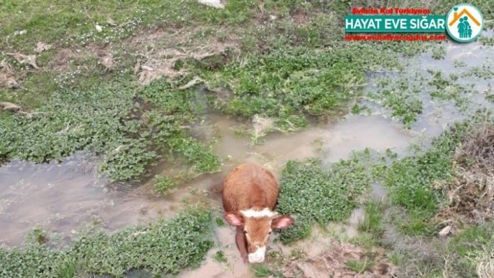 Elazığ'da bataklığa saplanan buzağıyı İmam kurtardı