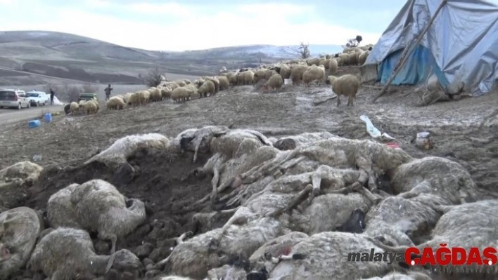 Elazığ'da çiçek hastalığı 600'den fazla koyunu telef etti