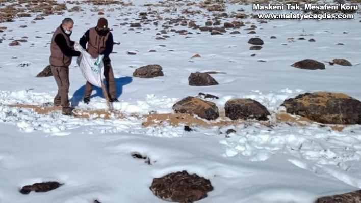 Elazığ'da Yaban hayvanlarına yem desteği