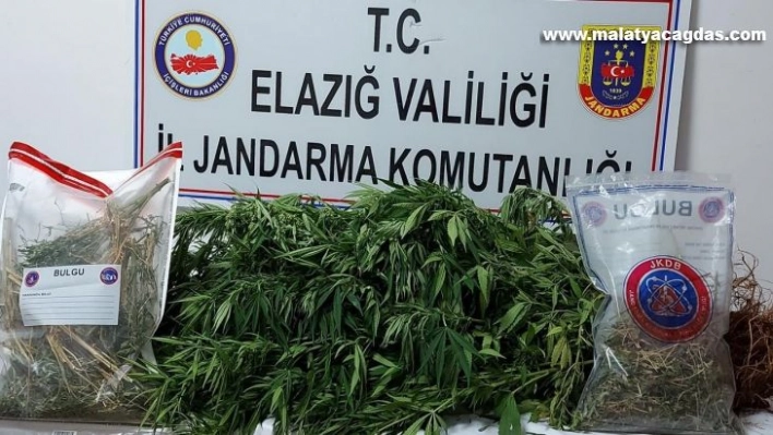 Elazığ'da kaçak kenevir eken şüpheli yakalandı