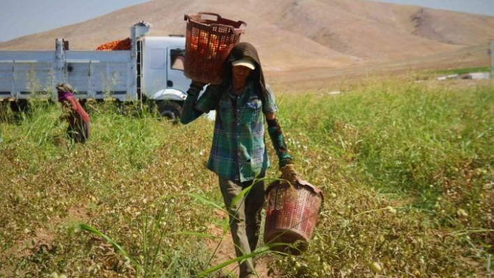 Elazığ'da mevsimlik işçilerin mesaisi devam ediyor