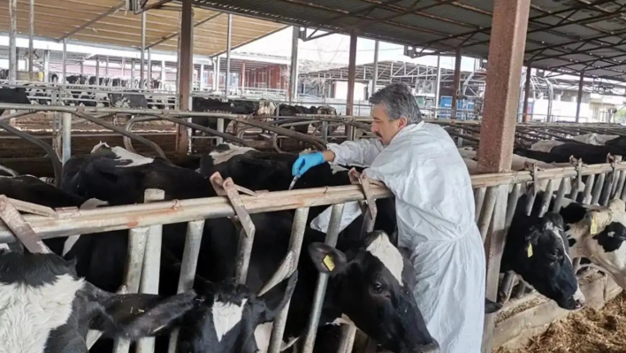 Elazığ'da şap karantinası