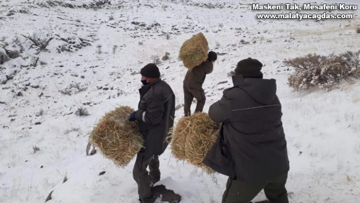 Elazığ'da yaban hayatı için yem desteği sürüyor