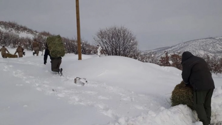 Elazığ'da yaban hayatına bir ayda 7  ton yem bırakıldı