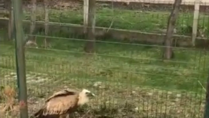 Elazığ'da yaralı akbaba tedavi altına alındı