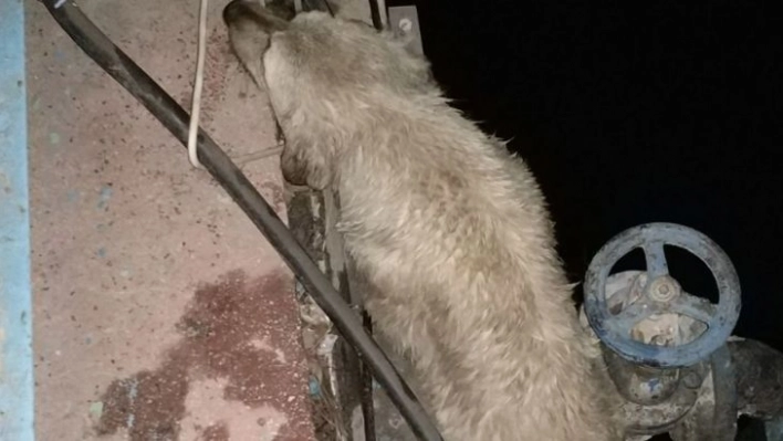 Havuzda mahsur kalan köpeği itfaiye kurtardı