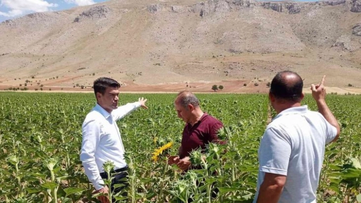 Elbistan'da yağlık ayçiçeğinde çayır tırtılına karşı teyakkuza geçildi