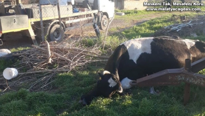 Elektrik akımına kapılan inek telef oldu