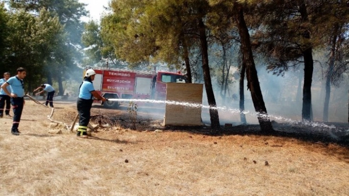 Elektrik tellerine çarpan kuşlar yangına neden oldu