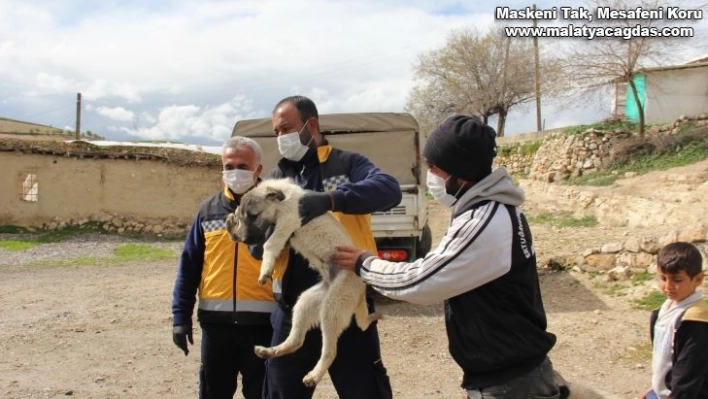 Engelli köpeğe Adıyaman Belediyesi sahip çıktı