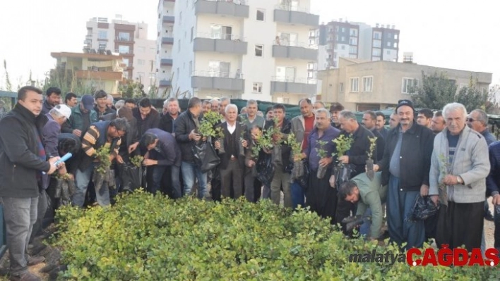 Erdemli'de çiftçilere ücretsiz harnup fidanı dağıtıldı