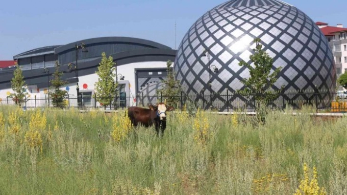 Erzurum'da kaçan kurbanlık ortalığı birbirine kattı