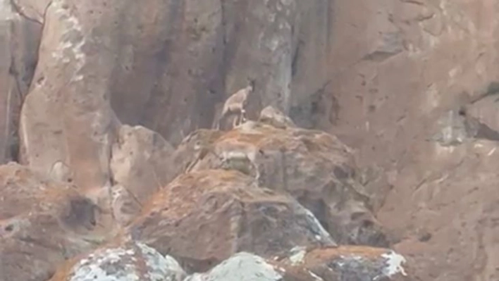 Erzurum'da nesli tükenmekte olan yaban keçileri görüntülendi