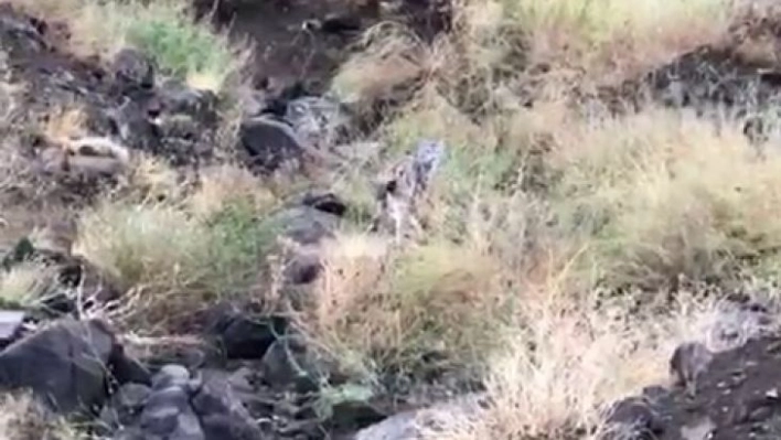 Erzurum'da vaşak görüldü