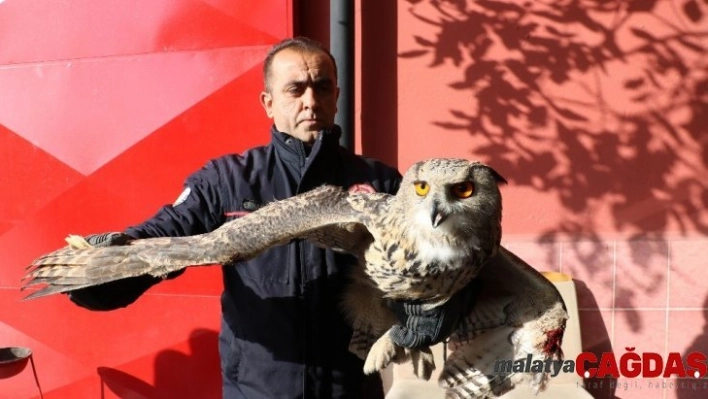 Eve gizlice girdi, görünümüyle görenleri şaşırttı