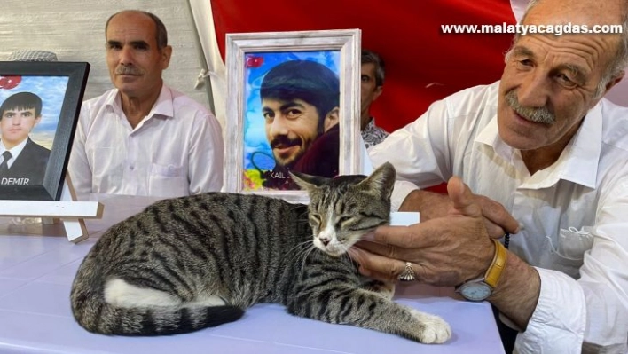 Çadırın kedisi aileleri eylemlerinde yalnız bırakmıyor