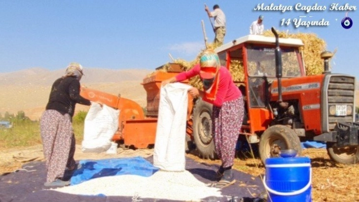 Fasulye hasad dönemi Başladi