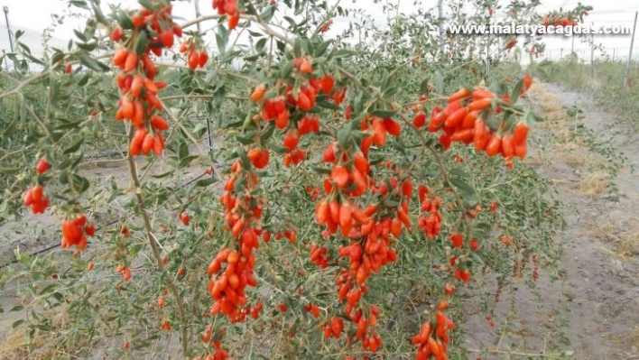 Faydası saymakla bitmeyen Goji Berry Gürün'de yetiştiriliyor