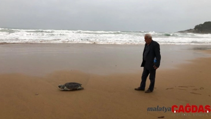 Fırtınanın kayalıklara savurduğu caretta sahile vurdu