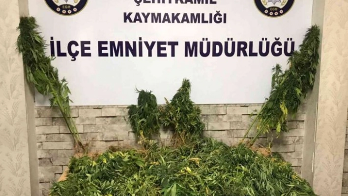 Gaziantep'te 104 kök Hint keneviri ele geçirildi