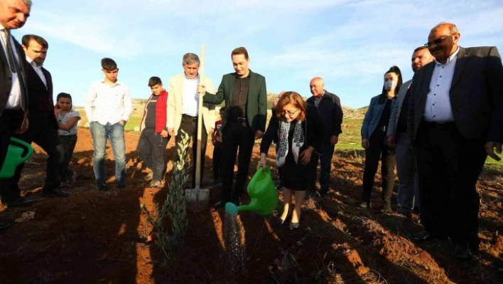 Gaziantep'te 75 bin zeytin fidanının dağıtımına başlandı