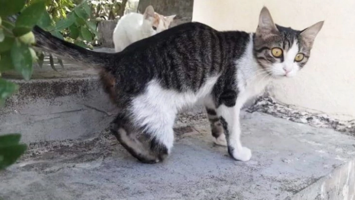 Gaziantep'te kedi vahşeti