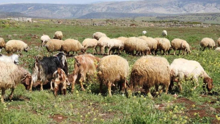 Gaziantep'te kurbanlık fiyatları belli oldu