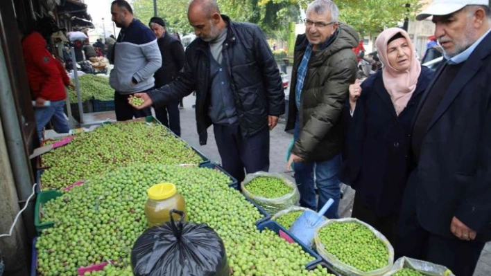 Gaziantep'te yeşil zeytin tezgaha indi