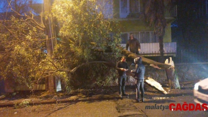 Gebze'de aşırı rüzgar ağaç devirdi