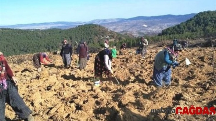 Gediz'de yanan orman alanına 6 bin 500 fidan dikildi