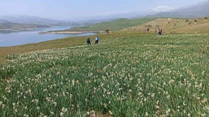 Gerger'de yabani nergisler yerli turistlerin ilgi odağı oluyor