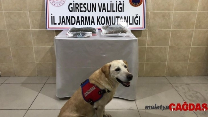 Giresun'da uyuşturucu operasyonu: 2 gözaltı