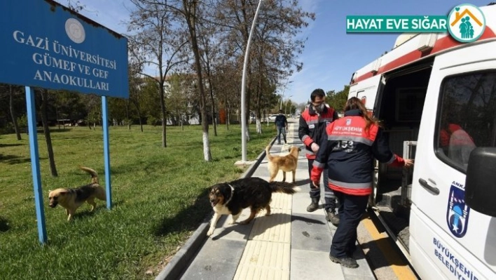 Gölbaşı'da karantina bölgesinden alınan sokak hayvanları yuvalarına kavuştu