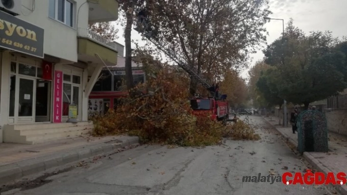 Gölbaşı ilçesinde ağaç budama çalışmaları devam ediyor