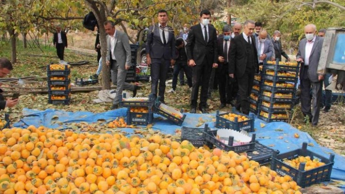 Gölbaşı'nda hurma hasadı başladı