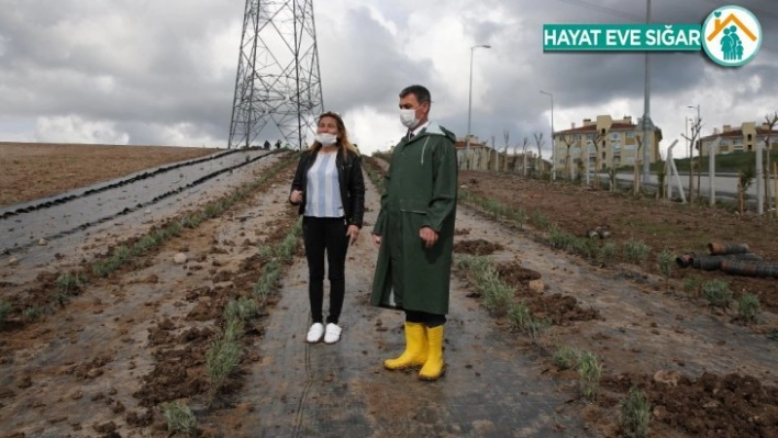 Gölbaşı'nı lavanta kokuları saracak