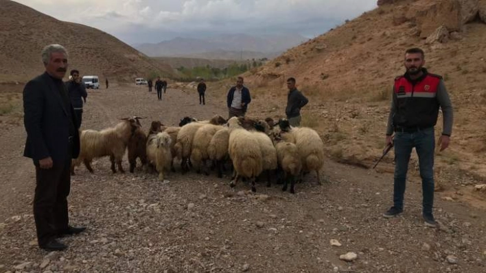 Çalınan küçükbaş hayvanları jandarma buldu