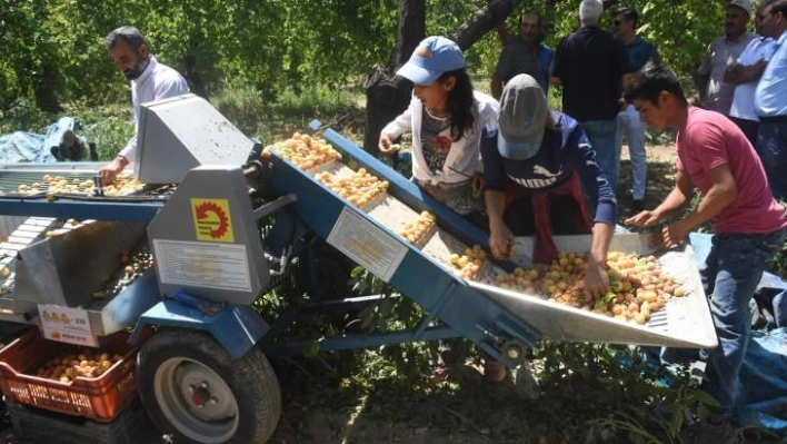 Mobil Kayısı Sınıflama ve Kasalama Makinesi