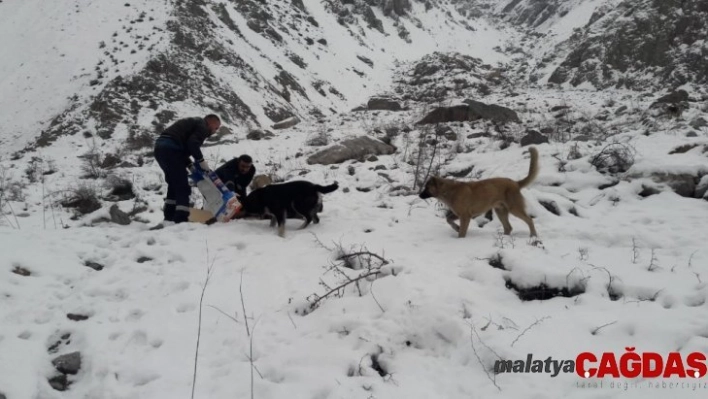 Hakkari'de can dostlara yiyecek bırakıldı