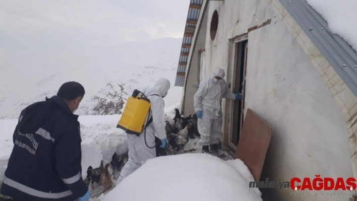 Hakkari'de tavuk çiftlikleri ilaçlandı