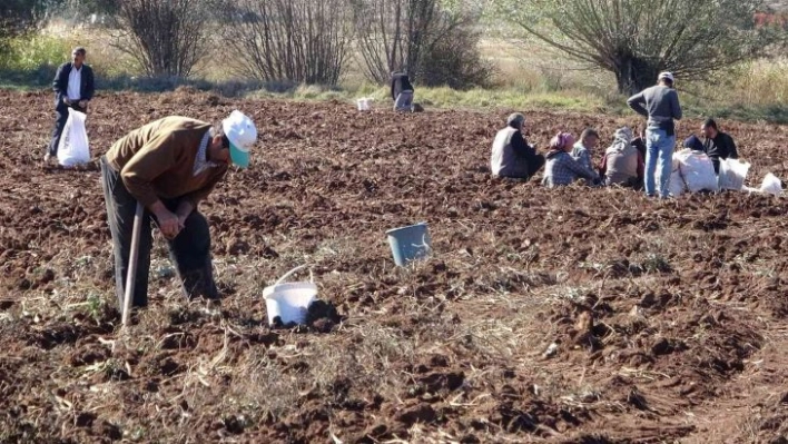 Hasat sonrası akına uğradı, kışlık patates ihtiyaçlarını ücretsiz elde ettiler