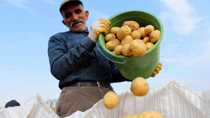 Hasatta son günler, tarlada 2 markette 5 lira