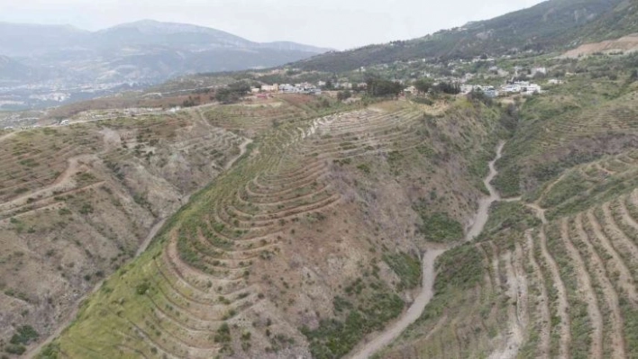 Hatay'da  orman yangınlarında zarar gören alanlara 1 milyon 200 bin fidan dikildi