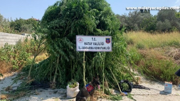 Hatay'da 489 kök kenevir ile 6 kilo 790 gram esrar ele geçirildi