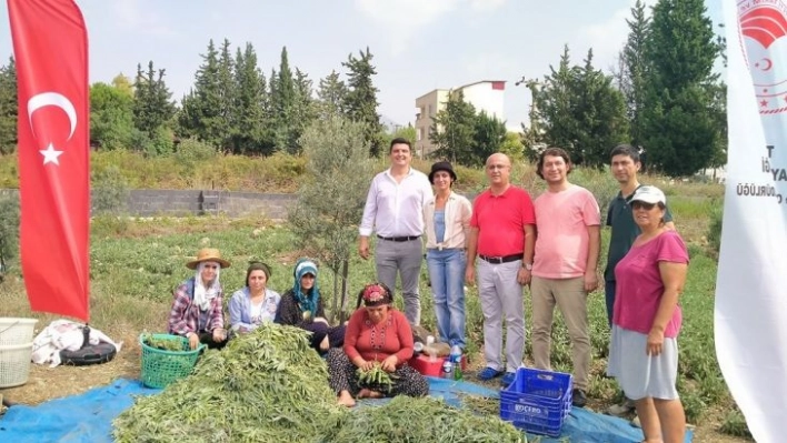 Hatay'da alternatif ürün adaçayı hasadı yapıldı