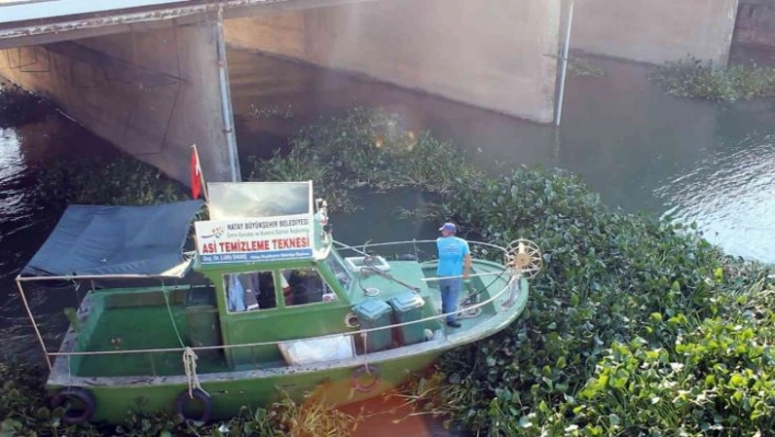 Hatay'da Asi Nehri'ni kaplayan su sümbülleri temizleniyor