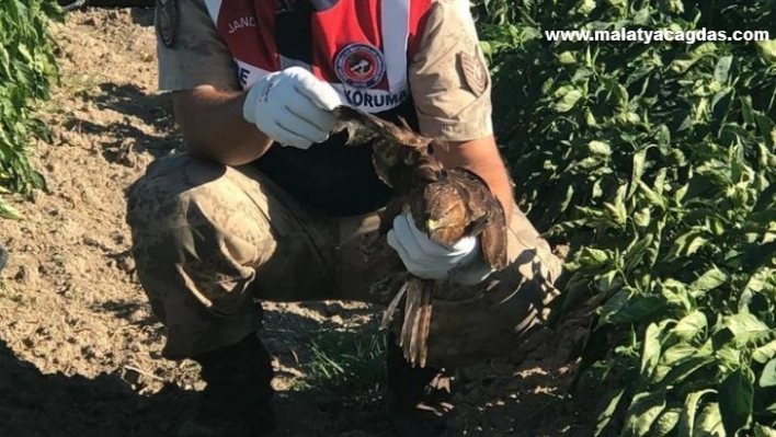 Hatay'da bulunan yaralı şahin tedavi altına alındı