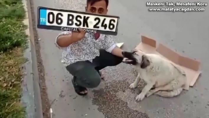 Hatay'da hamile köpeğe çarpan sürücü kaçtı