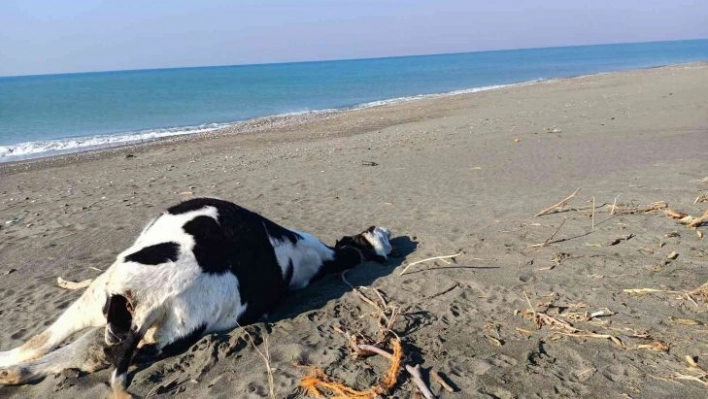 Hatay'da inek ve domuz ölüsü sahile vurdu