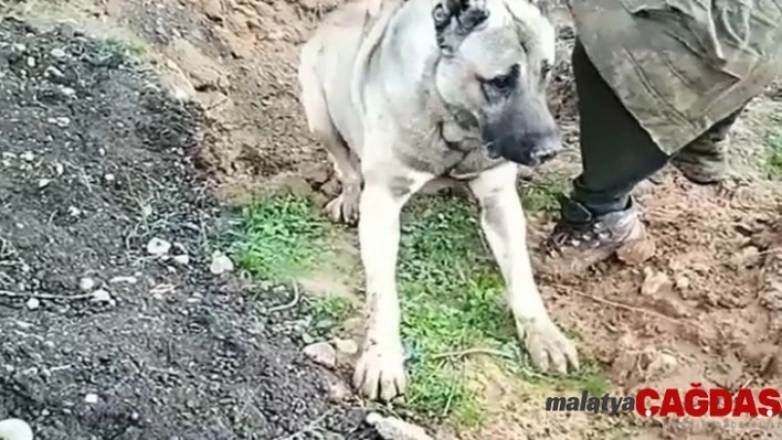 Hatay'da köpeğin zehirlenerek öldürülmesine soruşturma